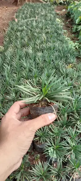 Tanaman Kucai Mini