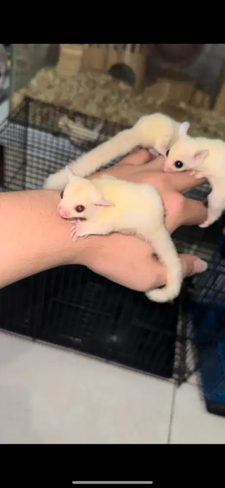 Jual sugar glider joey leucistic