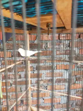 Kenari putih lokal