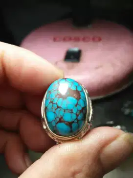 pirus mesir urat merah