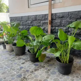 Tanaman Hias Hosta Plantaginea Berbagai Ukuran