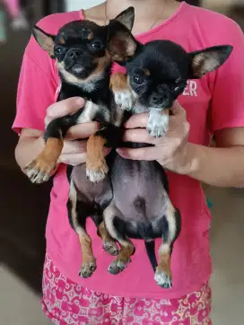 Chihuahua puppy