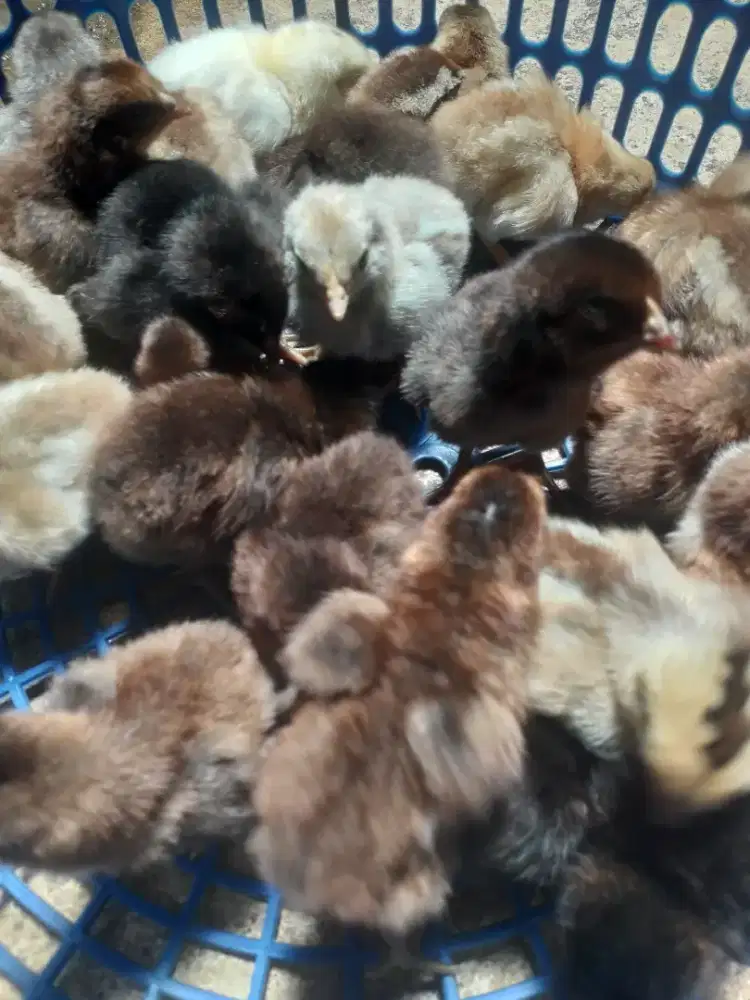 Doc Ayam Kampung KUB