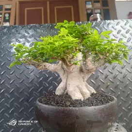 tanaman anting putri / bonsai anting putri / anput