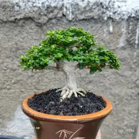 bonsai sancang mame / bonsai sancang