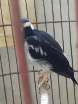 BURUNG JALAK SUREN BNYK ISIAN