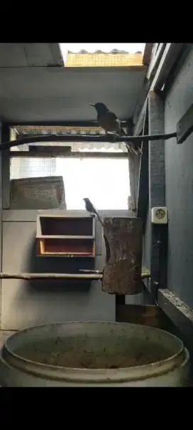 Murai sepasang produksi