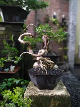 Jual bonsai sancang