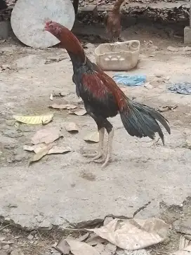 Ayam muda..masi alami