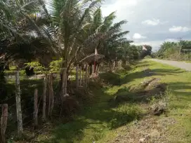 Perkebunan sawit