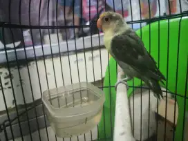 Lovebird PB Mouve 6 bulanan Prediksi Jantan (002)