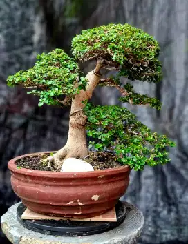 Bonsai Sancang Small