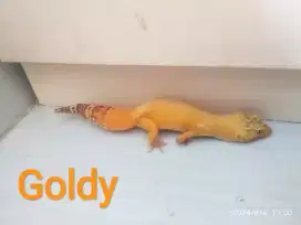 Reptil gecko warna oranye panjang 25cm
