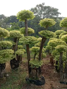 Pohon bonsai anting putri kuning