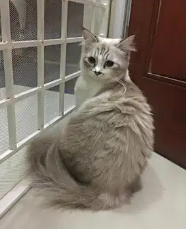 Lepas Adopt Kucing Ras Ragdoll Adult
