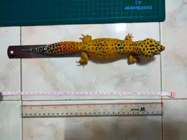 Gecko peliharaan panjang