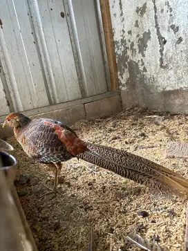 Golden pheasant jantan