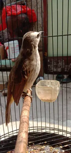 Jual burung trucuk ropel garuda