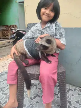 MUSANG PANDAN OBES