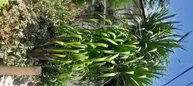 Pohon pandan bali