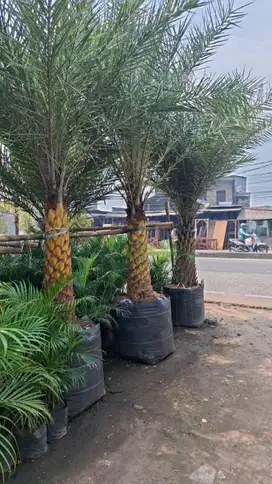 Pohon palm kenari kuning