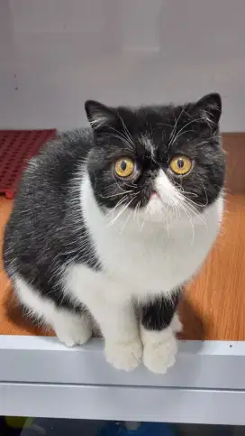 Exotic Shorthair non-ped