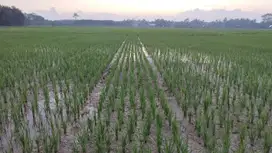 Dijual Cepat Sawah di Alue Pineung