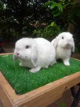 Kelinci Holland lop anakan