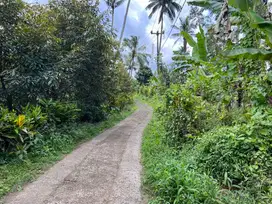 Tanah kebun kopi contour datar murah di tabanan bali