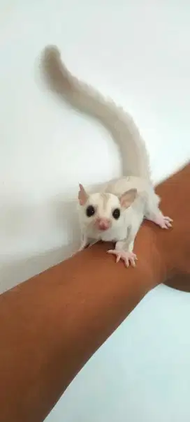 Sugar Glider Creamino