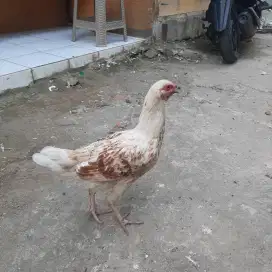 Indukan ayam betina siap Ternak Silangan Boiler Vs Bangkok