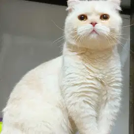 Kucing scottish fold jantan