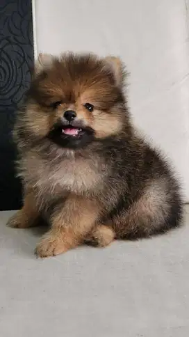 Minipom ganteng bloodline champion