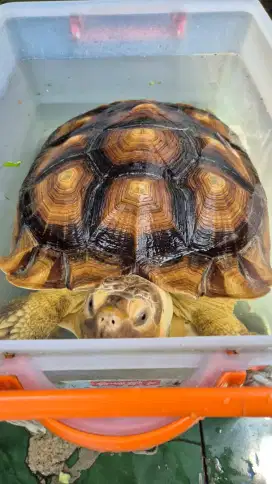 Sulcata Betina Ukuran 47CM LongKeep