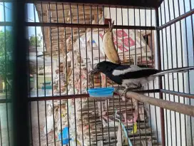 Burung kacer daput big