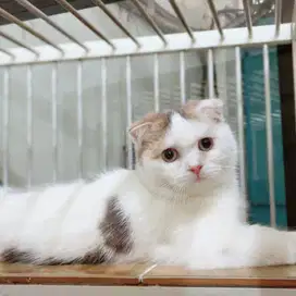 Kucing scottish fold ss