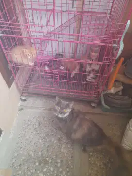 Kucing persia usia 2 tahun sdh vaksin 1dan 5 kitten usia 3 minggu