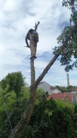 JASA POTONG RUMPUT DAN TEBANG POHON