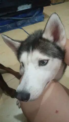 Dijual Husky jantan