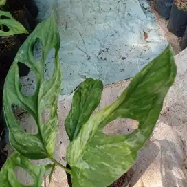 Janda Bolong Variegata lokal