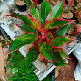 Aglonema Lipstik Merah