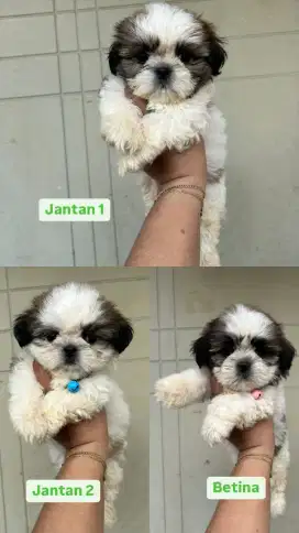 Anakan ShihTzu mini Cantik Murah