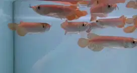 Arwana super red 14cm
