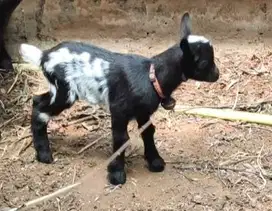 sepasang anakan kambing pygmi ori 3 bulanan TB30cm asli bukan silangan