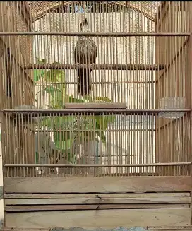 Cucak Rawa Hutan Mapan.