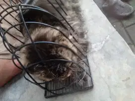 grooming kucing panggilan