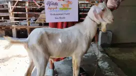 Kambing aqiqah murah