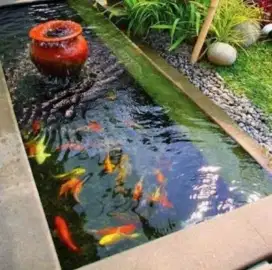 Buat kolam ikan dan renovasi kolam ikan koi spcialist dan profesional