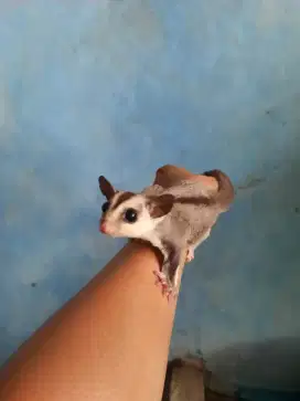 Sugar glider WF