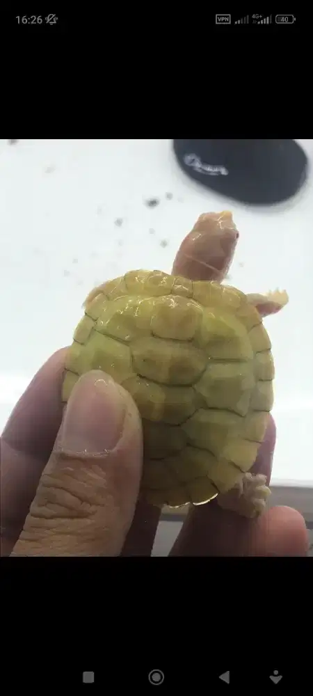 KURA-KURA BRAZIL ALBINO